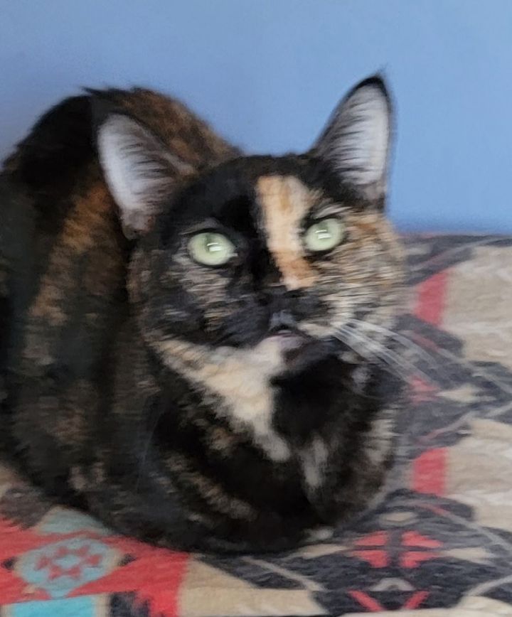 Della Delilah, an adoptable Tortoiseshell Mix in Lyons, IL_image-4
