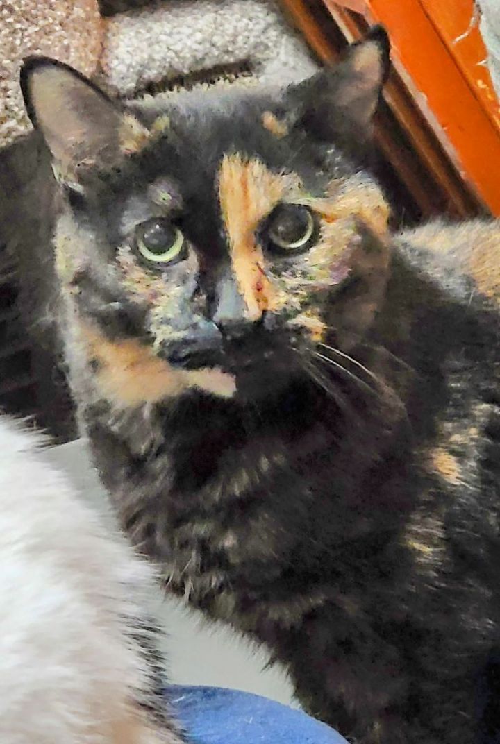 Della Delilah, an adoptable Tortoiseshell Mix in Lyons, IL_image-1