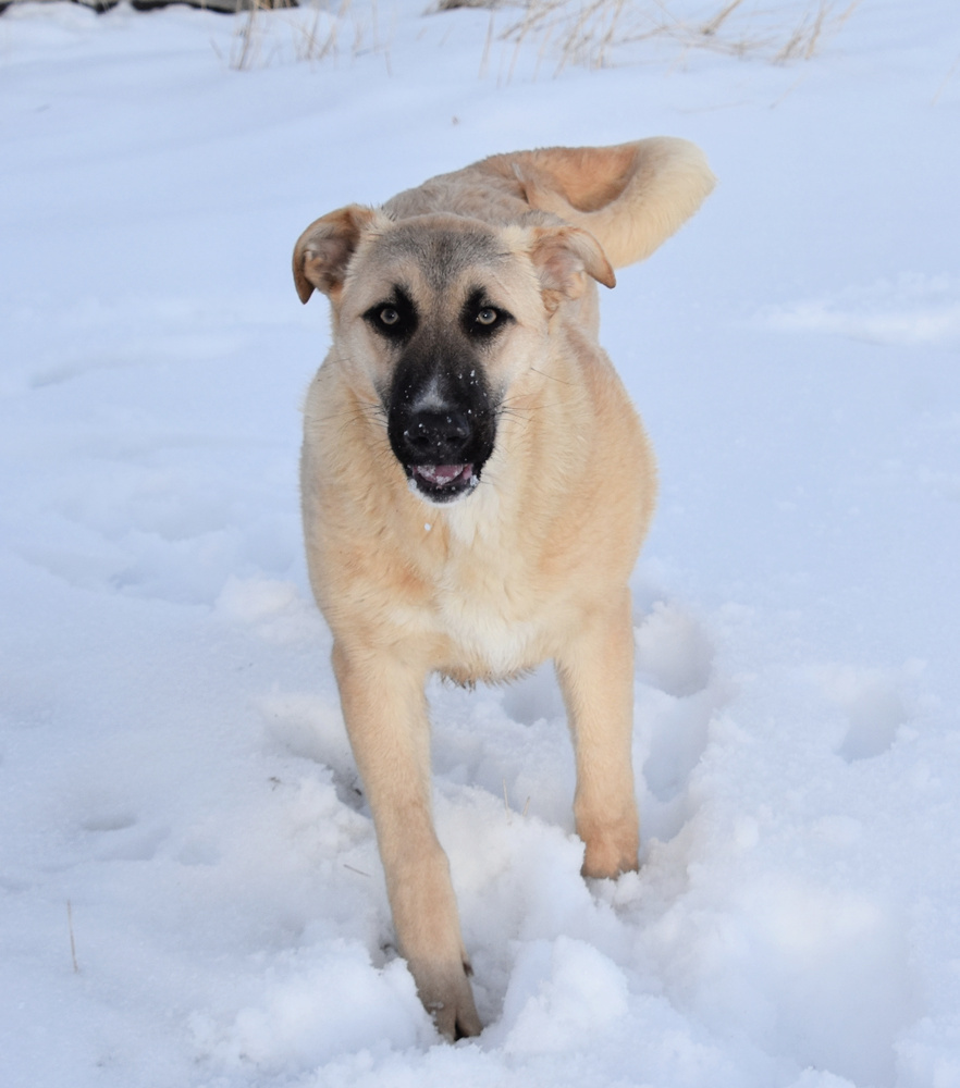 Anabelle, an adoptable German Shepherd Dog, Labrador Retriever in Dodson, MT, 59524 | Photo Image 1
