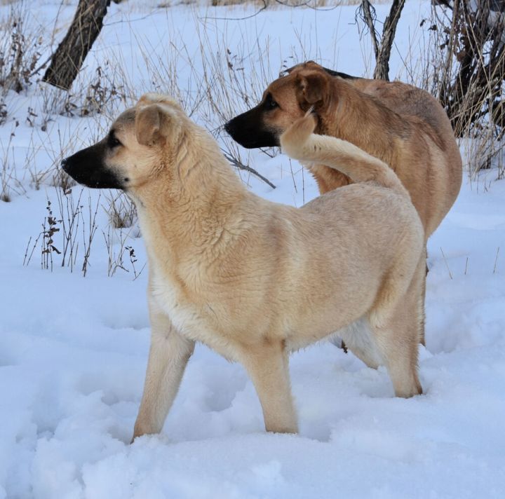 Anabelle, an adoptable German Shepherd Dog & Labrador Retriever Mix in Dodson, MT_image-2