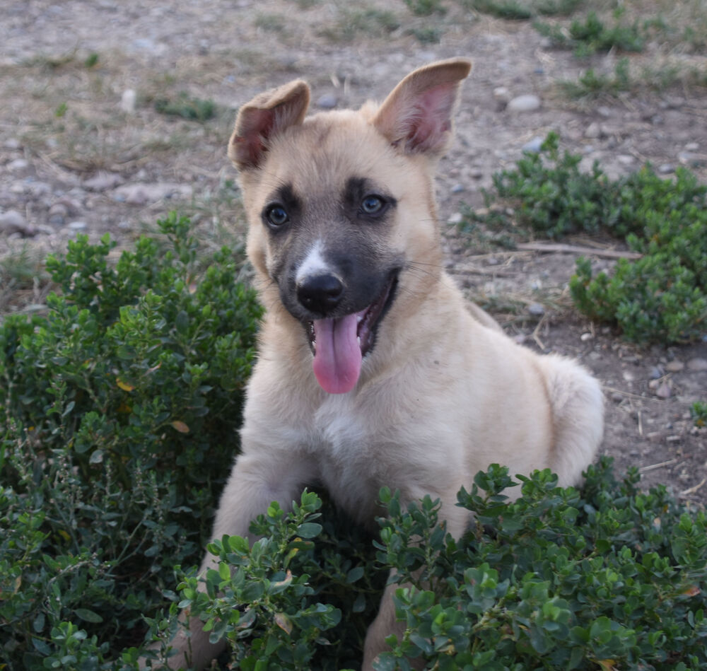 Anabelle, an adoptable German Shepherd Dog, Labrador Retriever in Dodson, MT, 59524 | Photo Image 4