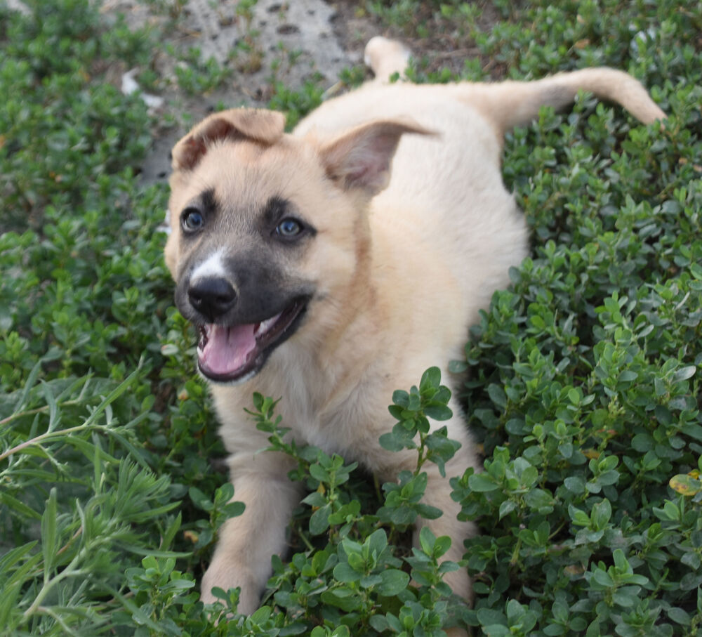 Anabelle, an adoptable German Shepherd Dog, Labrador Retriever in Dodson, MT, 59524 | Photo Image 5