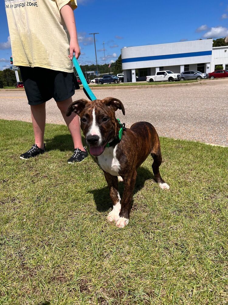 Chandler, an adoptable Pit Bull Terrier in Troy, AL, 36081 | Photo Image 2