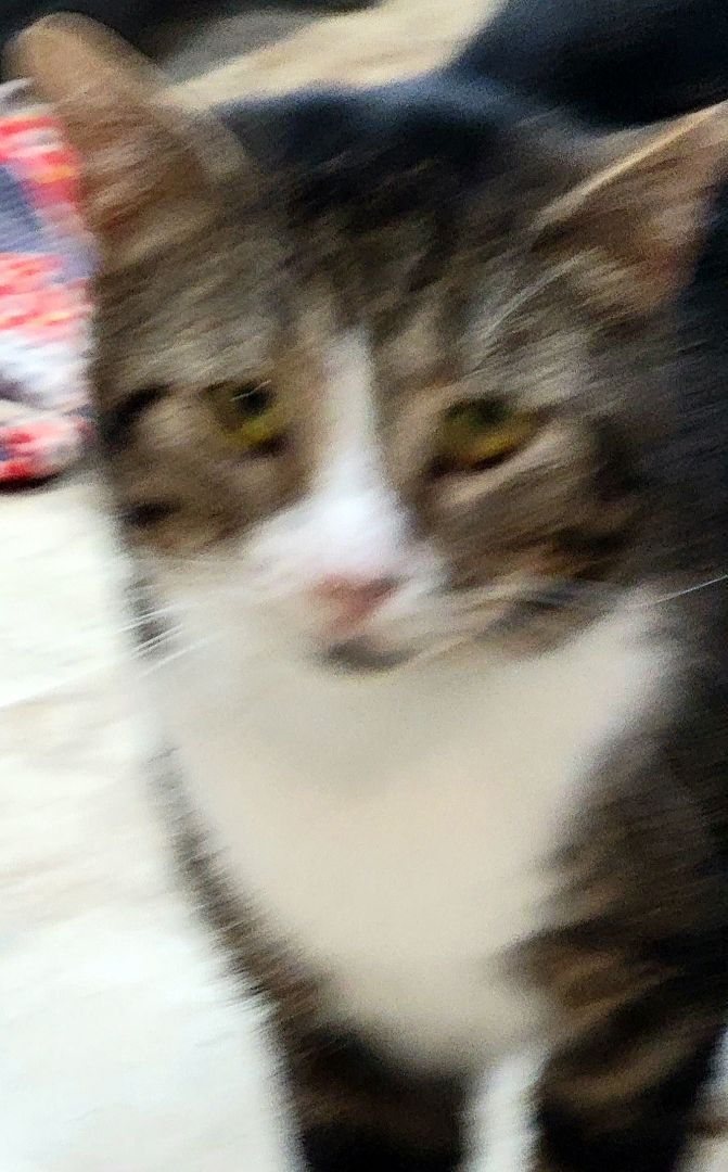 Bernard 3