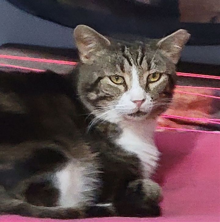 Bernard 6