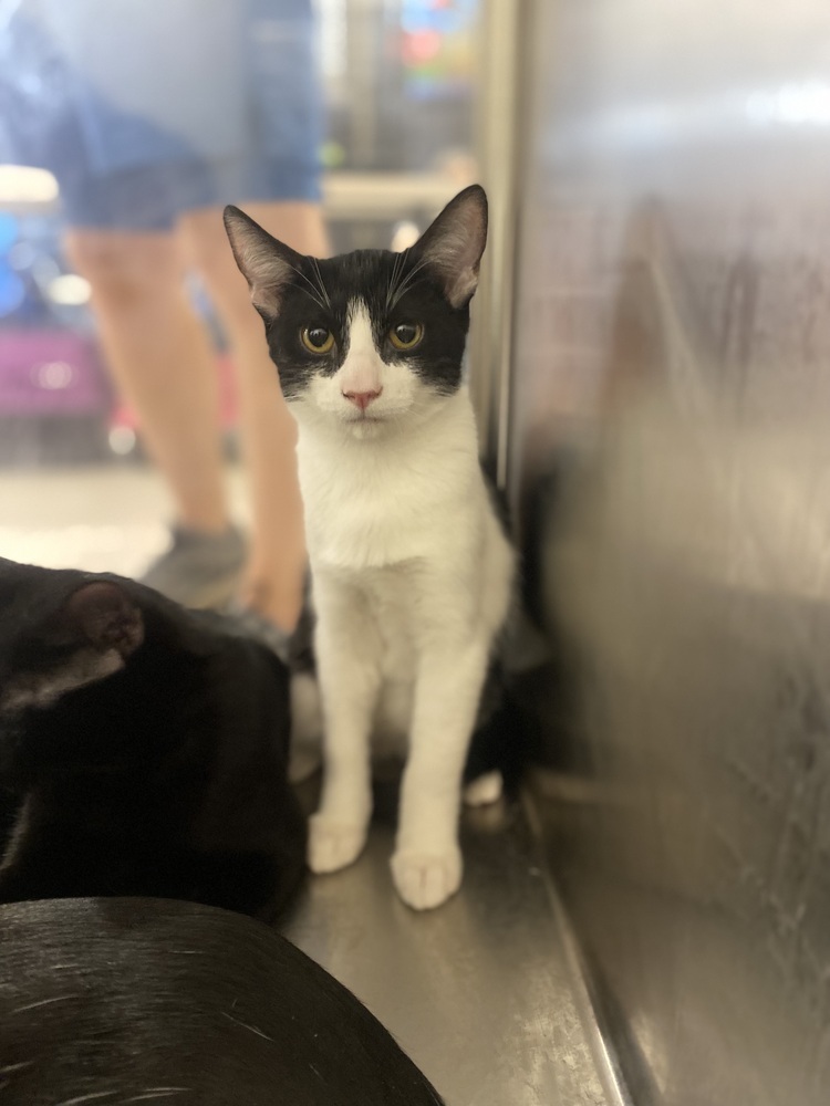 Amor, an adoptable Domestic Short Hair in Lancaster, CA, 93536 | Photo Image 5