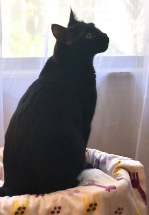Coco Chanel (bonded with Fendi)