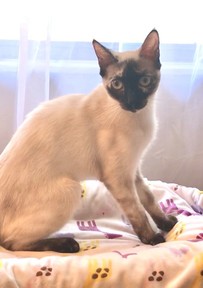 Fendi (bonded with Coco Chanel), an adoptable Siamese Mix in Sarasota, FL_image-1