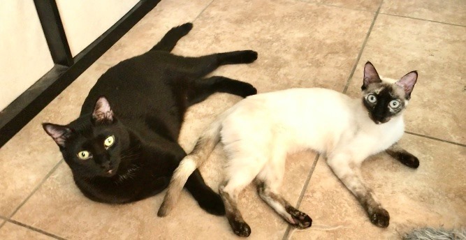 Fendi (bonded with Coco Chanel) 2