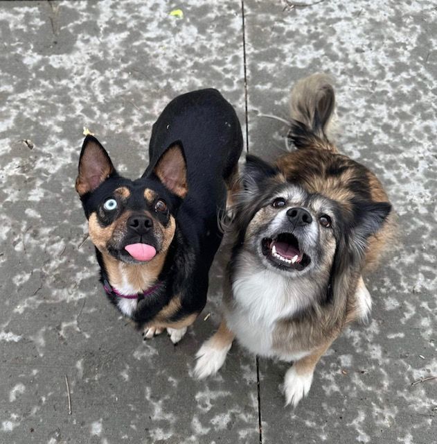 Laika & Bella, an adoptable Mixed Breed in Kalamazoo, MI, 49001 | Photo Image 2