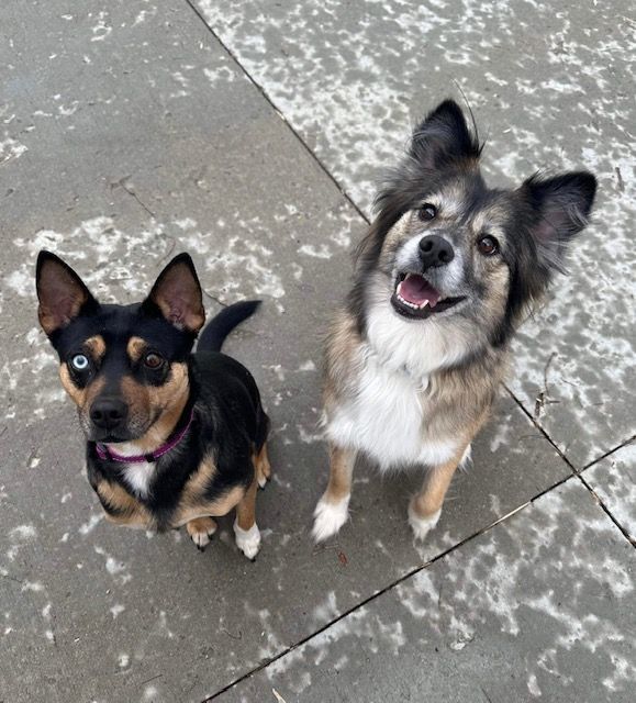 Laika & Bella, an adoptable Mixed Breed in Kalamazoo, MI, 49001 | Photo Image 1