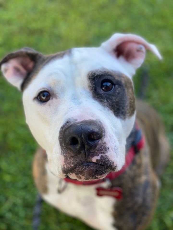 Remmy, an adoptable Pit Bull Terrier & American Bulldog Mix in Chico, CA_image-1