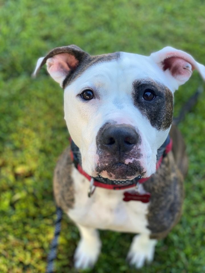 Remmy, an adoptable Pit Bull Terrier & American Bulldog Mix in Chico, CA_image-2