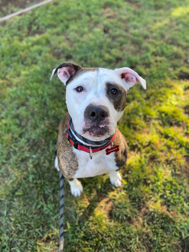 Remmy, an adoptable Pit Bull Terrier, American Bulldog in Chico, CA, 95928 | Photo Image 3