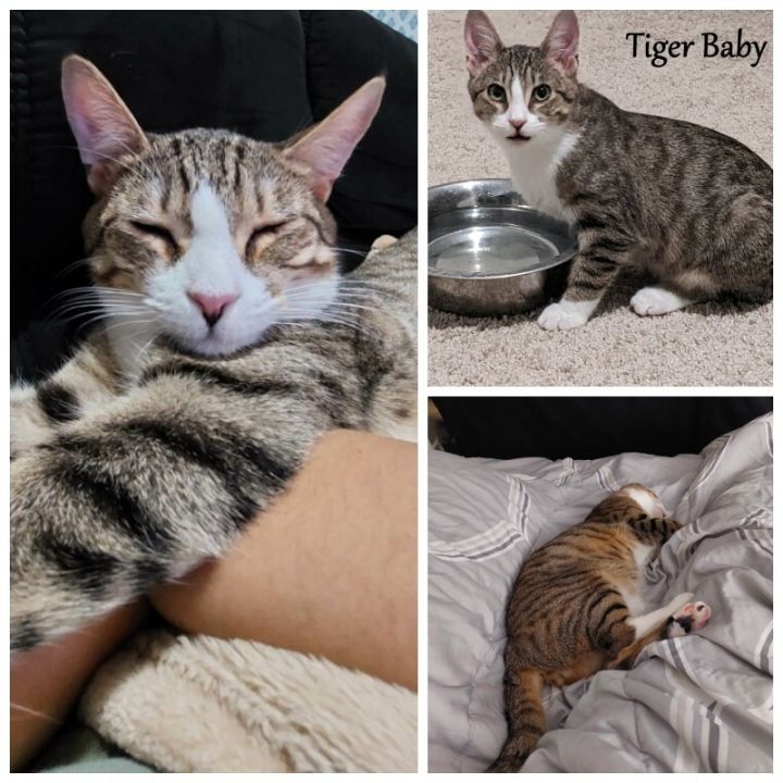 Tiger Baby 4
