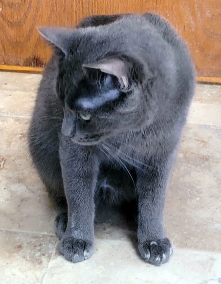 Gandolph, an adoptable Russian Blue in Lyons, IL_image-2