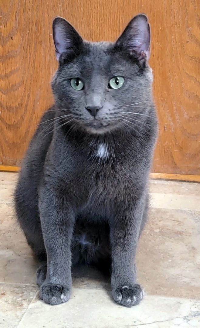 Gandolph, an adoptable Russian Blue in Lyons, IL_image-3