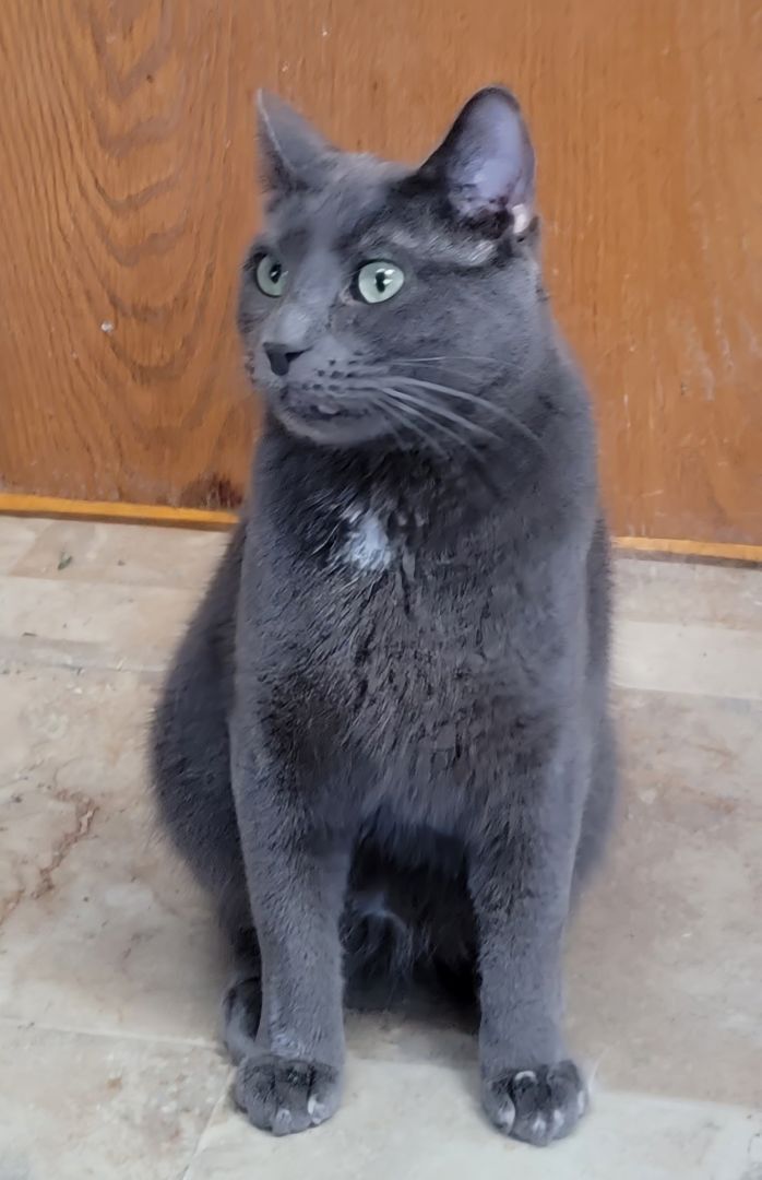 Gandolph, an adoptable Russian Blue in Lyons, IL_image-6