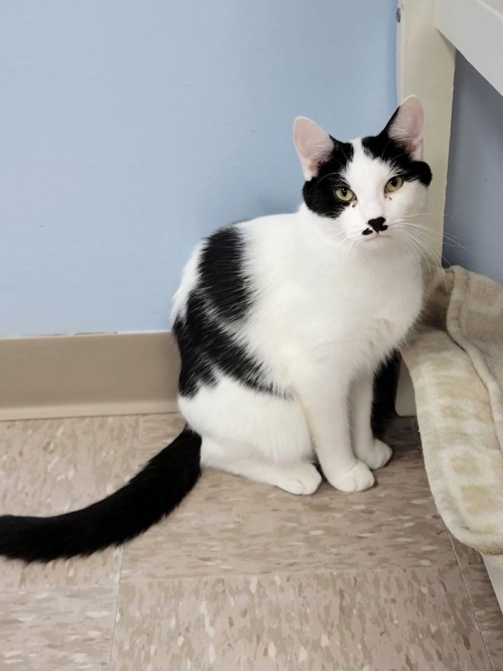 Mustachio , an adoptable Domestic Short Hair in Grand Rapids, MI_image-1