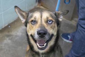Reuben (Rover)