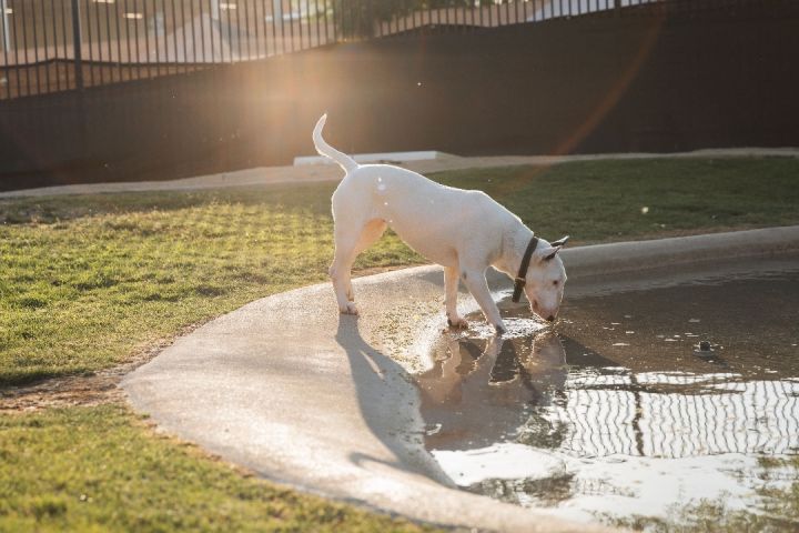 MILLIE, an adoptable Bull Terrier in Palm Desert, CA_image-1
