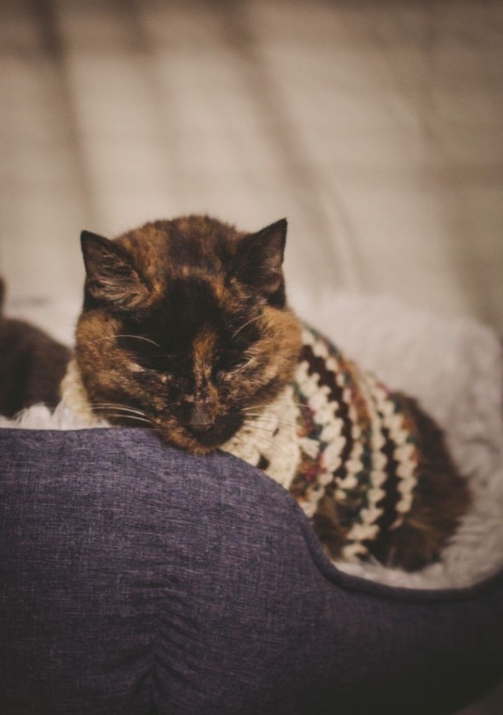 Snickers (Hospice Kitty)  5