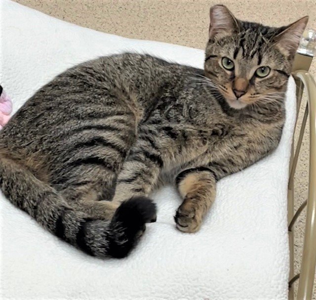 Universe, an adopted Domestic Short Hair Mix in Seal Beach, CA_image-2