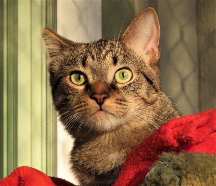 Universe, an adopted Domestic Short Hair Mix in Seal Beach, CA_image-3