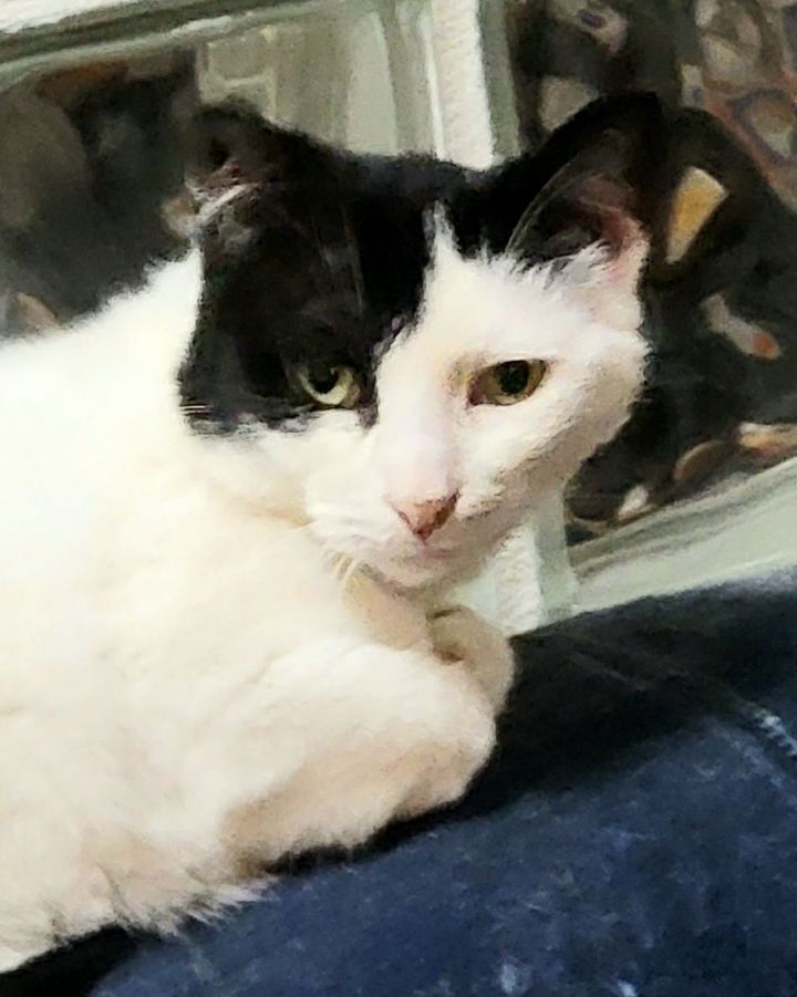 Bluejay, an adoptable Exotic Shorthair & Turkish Van Mix in St Charles, IL_image-1
