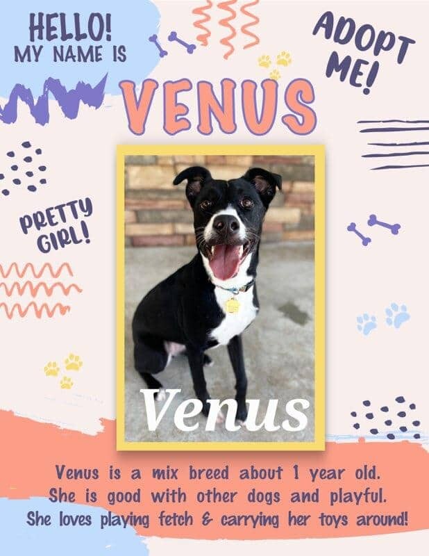 Venus 2