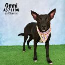 OMNI's profile on Petfinder.com