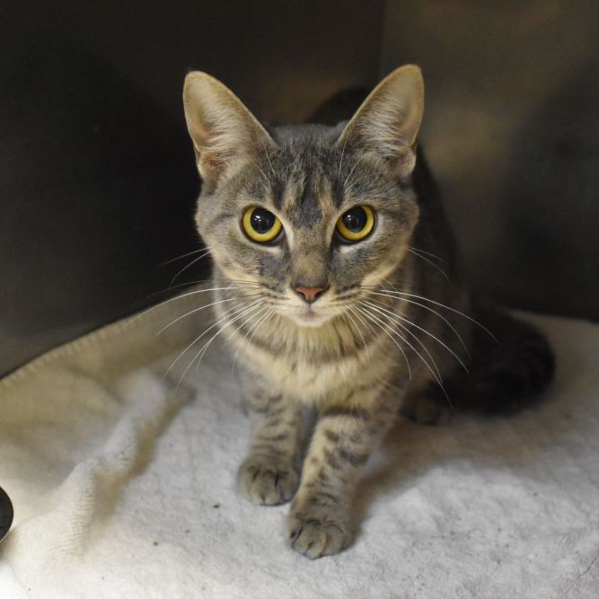 cat-for-adoption-sandy-a-domestic-short-hair-tabby-mix-in-searcy