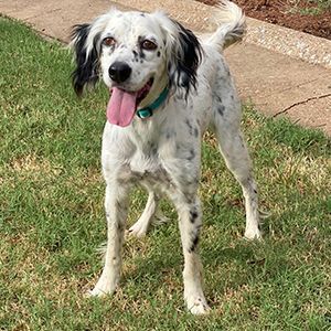 what does a 4 month old english setter puppy like to eat