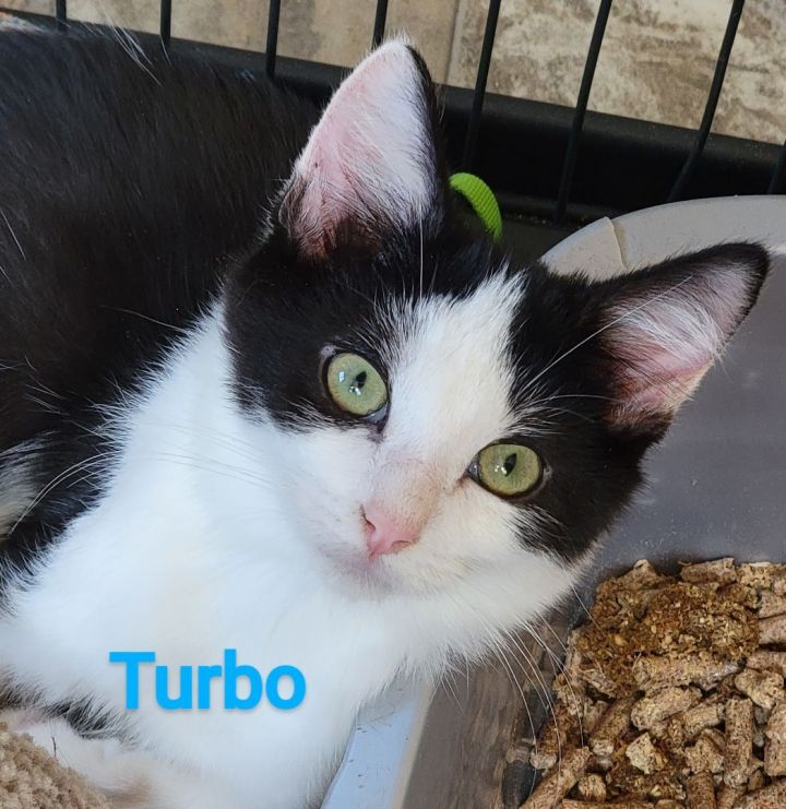 Turbo, an adoptable Domestic Short Hair Mix in Madras, OR_image-1