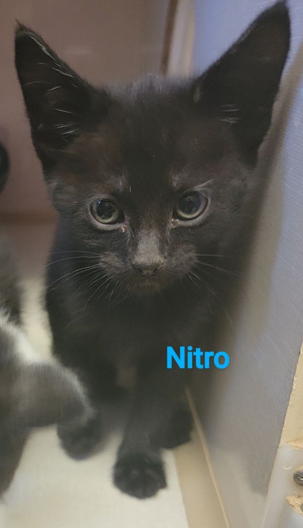 Nitro 2