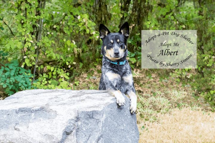 ALBERT, an adopted Australian Cattle Dog / Blue Heeler in Shelton, WA_image-4