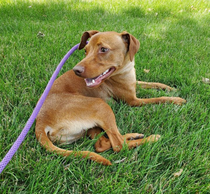 Dinky, an adopted Vizsla Mix in Naperville, IL_image-1