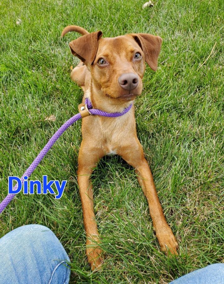 Dinky, an adopted Vizsla Mix in Naperville, IL_image-3