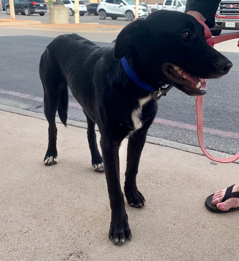 Bronco, an adoptable Labrador Retriever in San Angelo, TX, 76904 | Photo Image 2