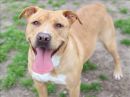 CHAMPAGNE's profile on Petfinder.com