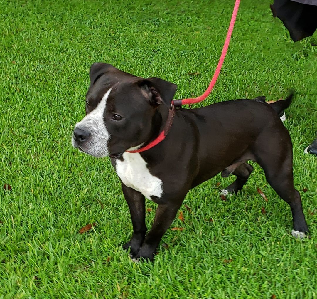 dog-for-adoption-bucko-a-pit-bull-terrier-in-slidell-la-petfinder