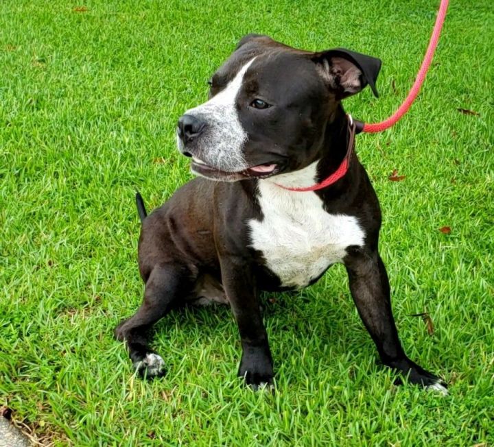 dog-for-adoption-bucko-a-pit-bull-terrier-in-slidell-la-petfinder