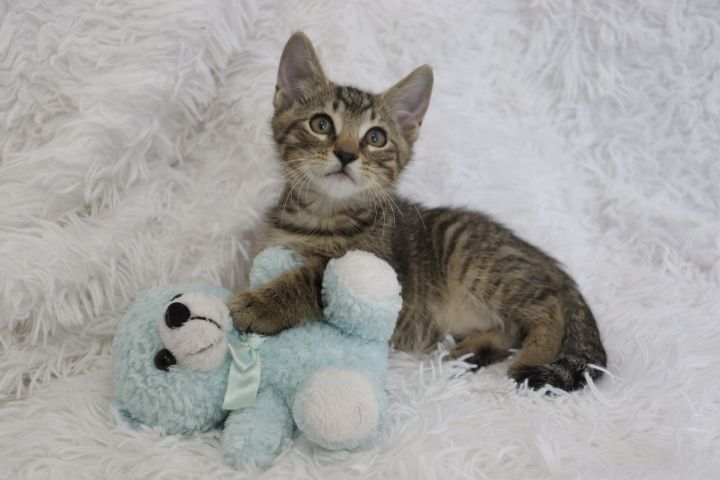 Danny, an adoptable Domestic Short Hair & Tabby Mix in Saint Augustine, FL_image-4