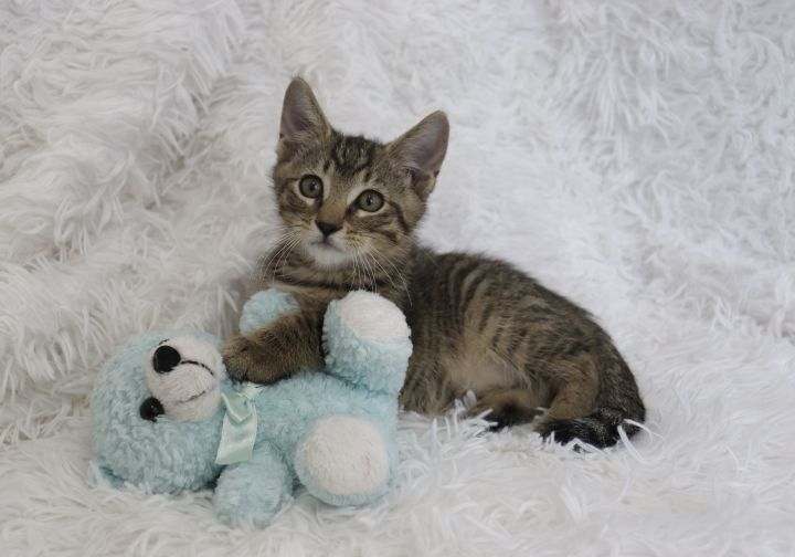Danny, an adoptable Domestic Short Hair & Tabby Mix in Saint Augustine, FL_image-6