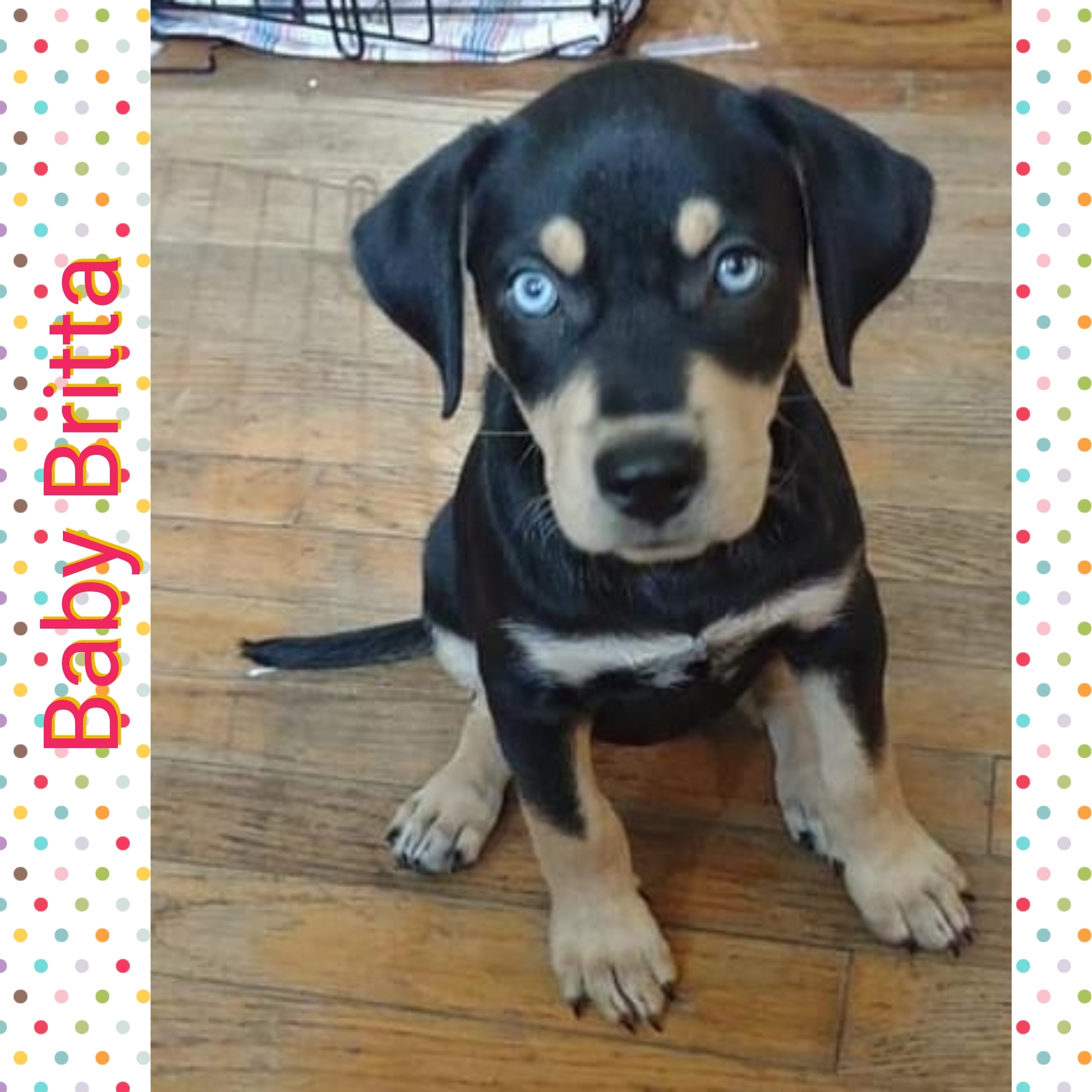 Britta, an adoptable Rottweiler, Siberian Husky in Fort Walton Beach, FL, 32547 | Photo Image 3