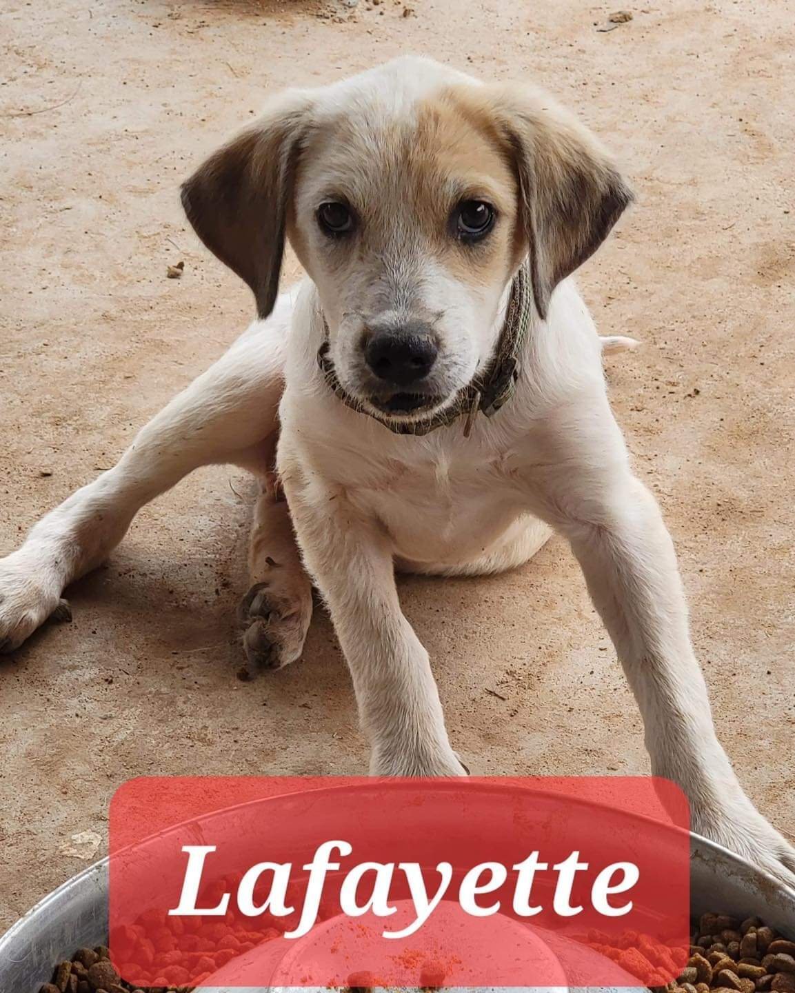 Lafayette