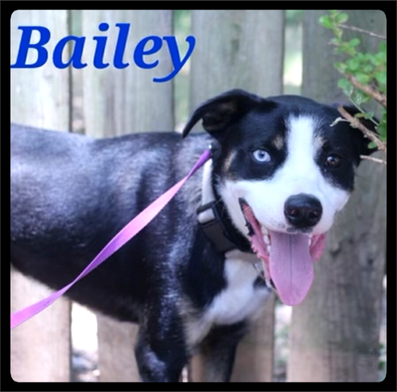 Bailey - MFOA Foster / 2022