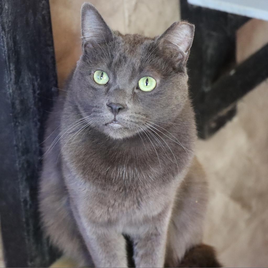 Dorian Grey, an adoptable Domestic Short Hair in Tucson, AZ, 85711 | Photo Image 1