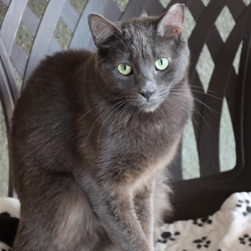 Dorian Grey, an adoptable Domestic Short Hair in Tucson, AZ, 85711 | Photo Image 2