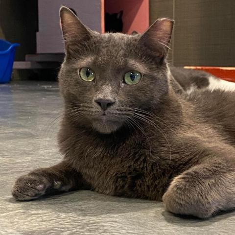 Dorian Grey, an adoptable Domestic Short Hair in Tucson, AZ, 85711 | Photo Image 3